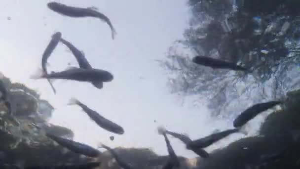 Feeding small fish on a background of sky and trees view from under water — Stock Video