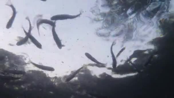 Feeding small fish on a background of sky and trees view from under water — Stock Video