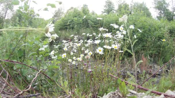 Bädd av prästkragar och vilda blommor mountain brook i den gröna skogen — Stockvideo