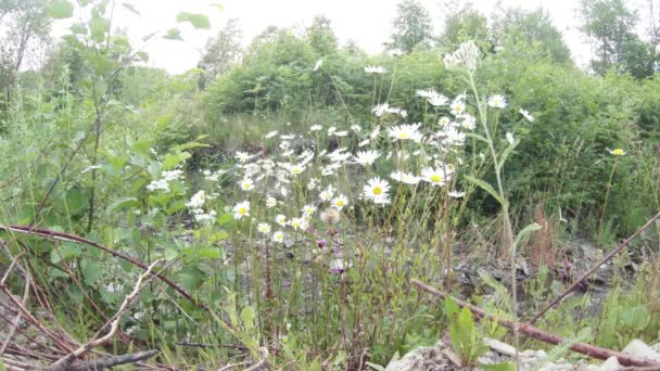 À travers les marguerites dans la forêt vu un ruisseau de montagne — Video