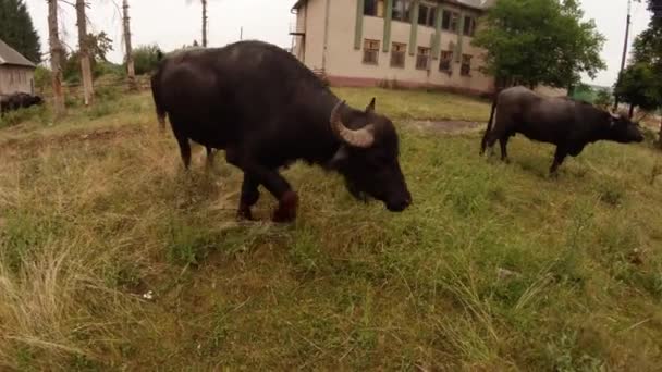 Eski binalar ve yüksek iğne yapraklılar buffalo — Stok video