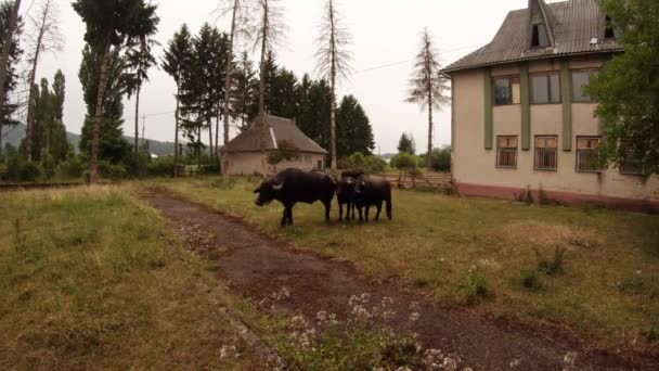 Buffalo poblíž staré budovy a vysokých jehličnanů — Stock video