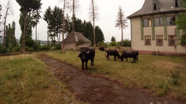 Büffel in der Nähe der alten Gebäude und hohen Nadelbäume — Stockvideo