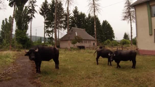 Buffalo, při pohledu na fotoaparát blízko starých budov a vysokých jehličnanů — Stock video