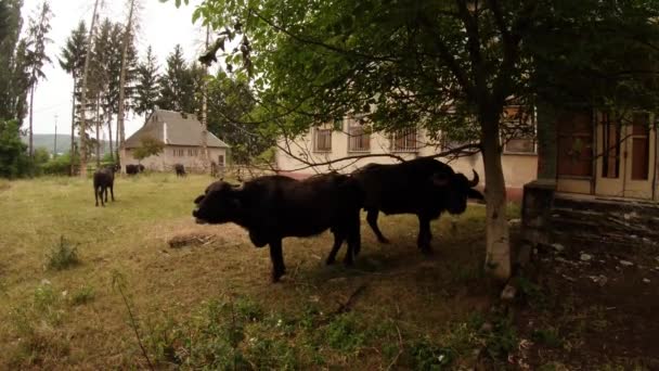 Adolescentes de búfalo cerca de los edificios antiguos y coníferas altas — Vídeos de Stock