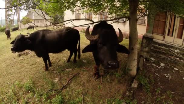 Bufflar tugga gräs under grönskande träd nära en gammal byggnad — Stockvideo