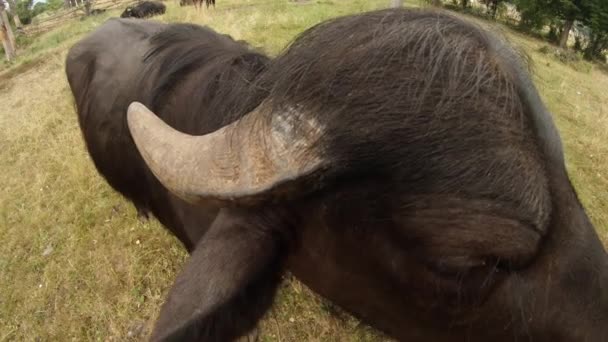 Turn of the head of a small buffalo at camera on the background of buildings — Stock Video