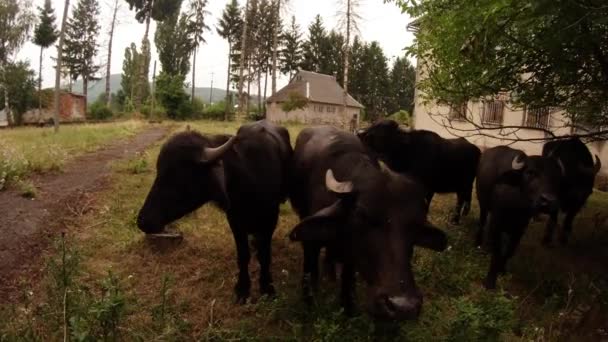 Buffalo near the buildings considered then lick the camera lens — Stock Video