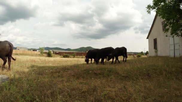 Bufalo pascolo su erba secca vicino all'hangar, verdi colline in lontananza — Video Stock