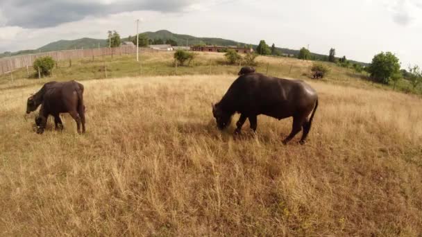 Буйвол проходить біля камери на сухій траві, поруч паркан — стокове відео
