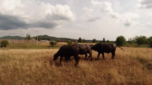 Búfalo pastando sobre hierba seca beige, bajo el sombrío fondo del cielo de la cerca — Vídeos de Stock