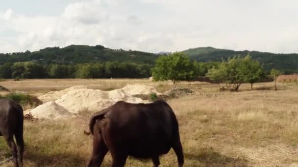 Büffel auf dem trockenen Gras beige, grüne Hügel in der Ferne — Stockvideo