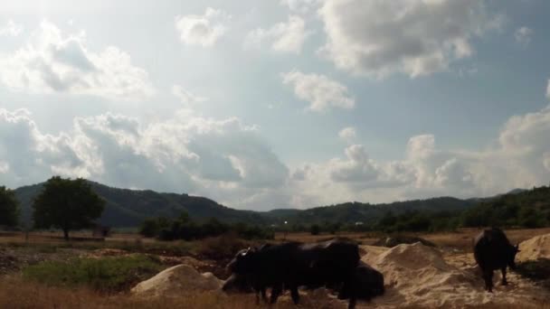 Búfalos descansando sobre una pila de arena y serrín bajo nubes blancas fabulosas — Vídeos de Stock