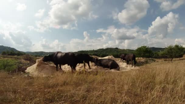 Herd of buffalo resting in the sand and grass in the sun and white clouds — Stock Video