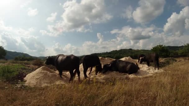 Búfalos descansando sobre una pila de arena y serrín bajo nubes blancas fabulosas — Vídeos de Stock