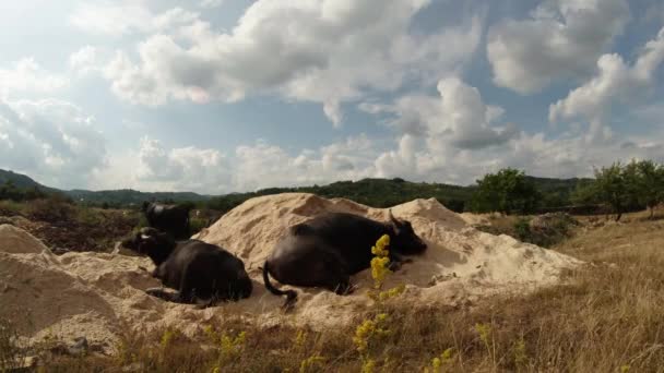 Búfalos descansando em uma pilha de areia e serragem sob nuvens brancas fabuloso — Vídeo de Stock