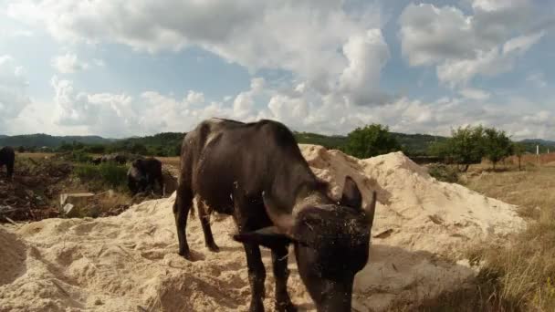 Мелкий буйвол висит на куче песка и опилок — стоковое видео