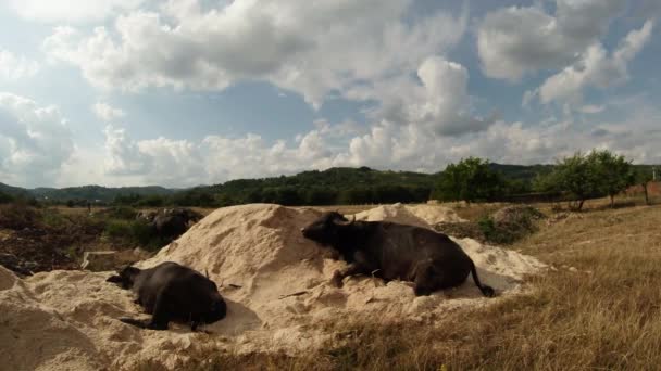 Búfalos descansando sobre una pila de arena y serrín bajo nubes blancas fabulosas — Vídeos de Stock