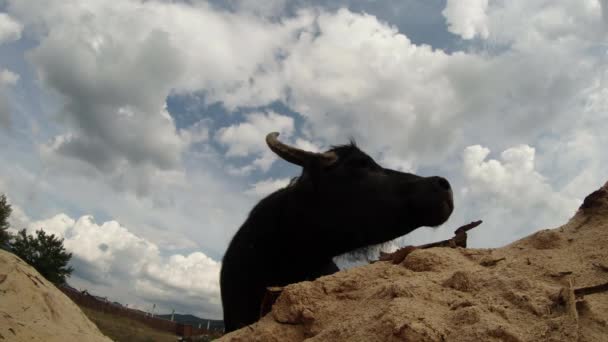 Büffelkopf aus nächster Nähe vor einem Hintergrund aus weißen Wolken und Sandbergen — Stockvideo