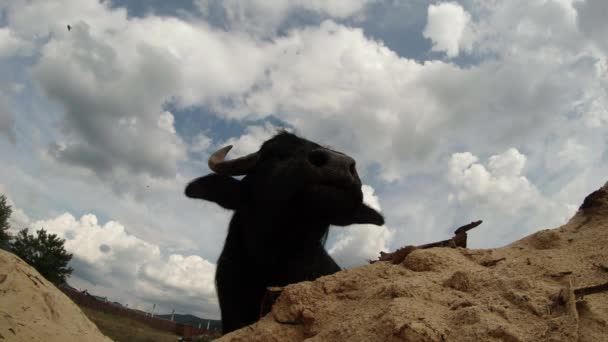Крупный план головы буйвола на фоне белых облаков и гор песка — стоковое видео