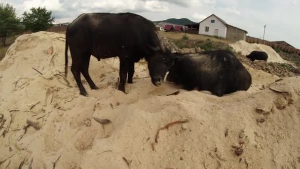 Ternera de búfalo golpeando con su padre acostado en la arena, telón de fondo de los edificios — Vídeos de Stock