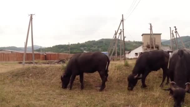 Buffalo bir arka plan yeşil tepeler ve elektrik direkleri üzerinde otlatmak — Stok video