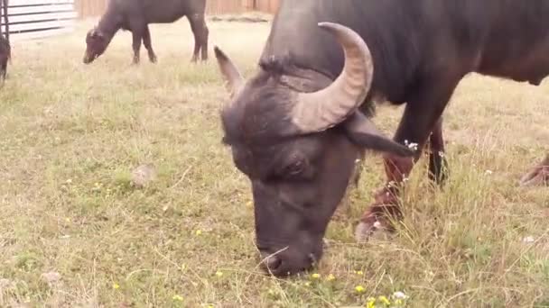 Hoofd buffalo Eet gras close-up met de anderen in de kudde — Stockvideo
