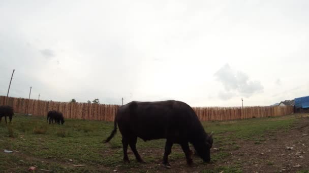 Buffalo grazen in de buurt van een houten hek in de avond — Stockvideo