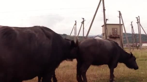 Búfalos estão no meio de postes elétricos, macho farejando fêmea — Vídeo de Stock