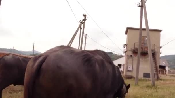Büffel stehen inmitten elektrischer Betonmasten, Männchen schnüffeln Weibchen — Stockvideo