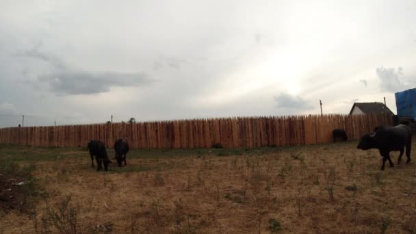 Buffalo grazing near a wooden fence in the evening — Stock Video