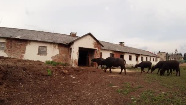 Manada de búfalos llega a los edificios de la granja en el granero por la noche para dormir — Vídeo de stock