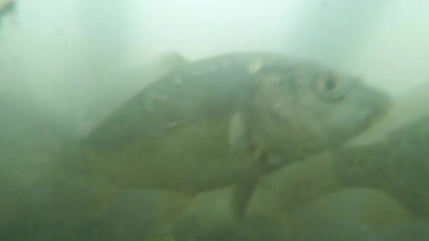 Muchas carpas pequeñas en agua fangosa vista del lago de montaña desde el fondo para alimentar — Vídeo de stock