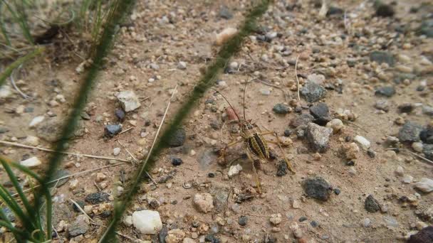Mongoolse woestijn insecten close-up onder de messen van gras en stenen — Stockvideo