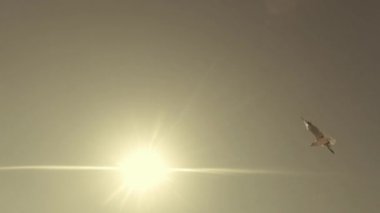 Mavi gökyüzü ve güneş karşı uçan martıları aşağıdan yukarıya görüntülemek