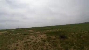 Moğol çöl böcekler otu ve taş bıçaklar arasında yakın çekim