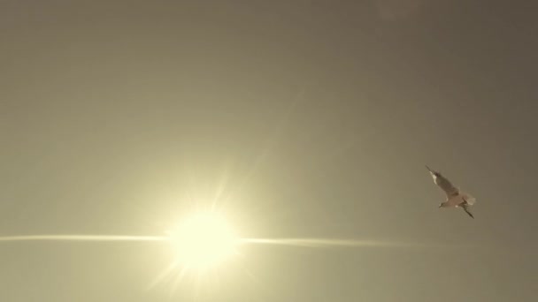 Mouettes volant contre le ciel bleu et vue sur le soleil du bas vers le haut 
