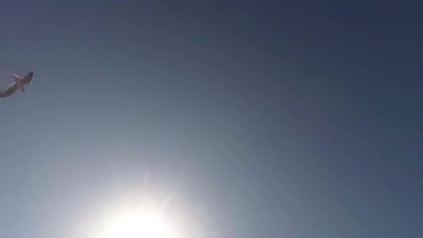 푸른 하늘 및 태양에 대하여 비행 하는 갈매기를 아래에서 볼 — 비디오