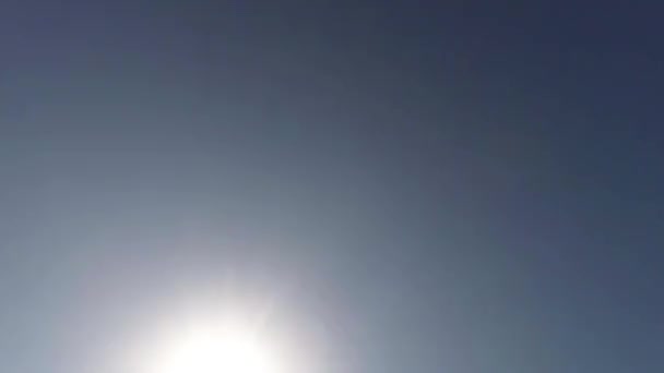 Måsarna flyger mot blå himmel och solen Visa från botten upp — Stockvideo