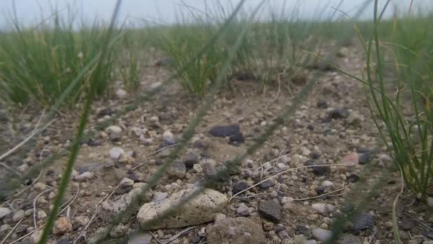 몽골 사막 곤충 잔디와 돌의 블레이드 들 클로즈업 — 비디오
