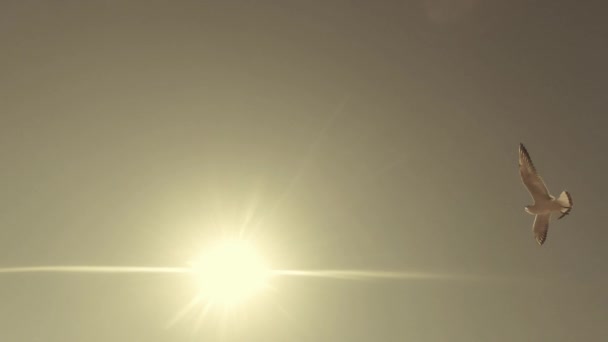Mouettes volant contre le ciel bleu et vue sur le soleil du bas vers le haut — Video
