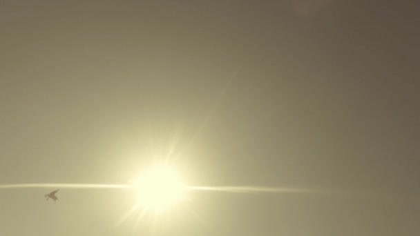 Gaviotas volando contra el cielo azul y el sol Vista desde abajo hacia arriba — Vídeos de Stock