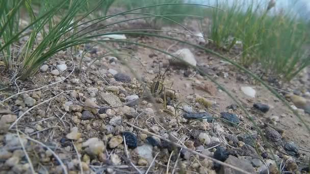 Mongoolse woestijn insecten close-up onder de messen van gras en stenen — Stockvideo