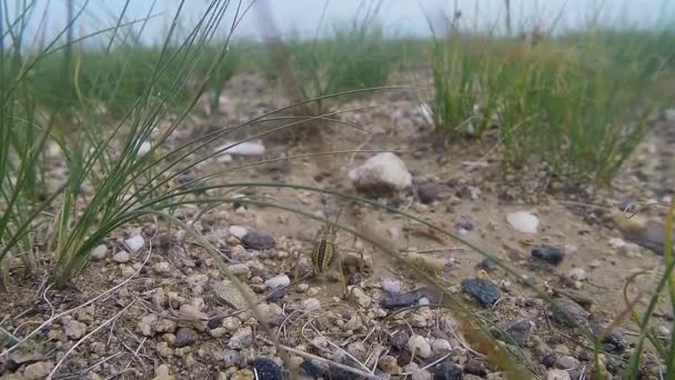 Монгольские пустынные насекомые близко среди травинки и камней — стоковое видео
