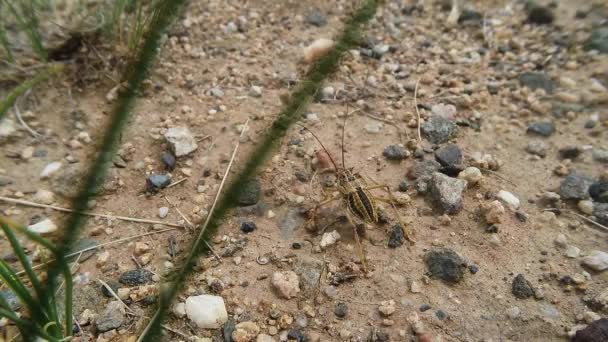 Insectes du désert mongol au milieu des brins d'herbe et de pierres Séquence Vidéo Libre De Droits