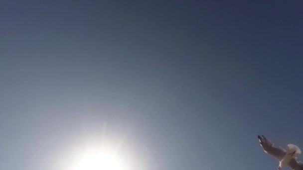Mavi gökyüzü ve güneş karşı uçan martıları aşağıdan yukarıya görüntülemek — Stok video