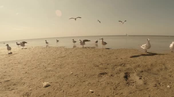 Gabbiano che cammina lungo la spiaggia di sabbia sotto il sole caldo — Video Stock