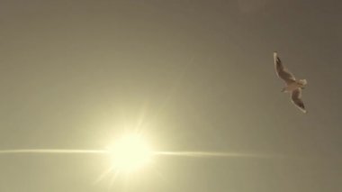 Mavi gökyüzü ve güneş karşı uçan martıları aşağıdan yukarıya görüntülemek