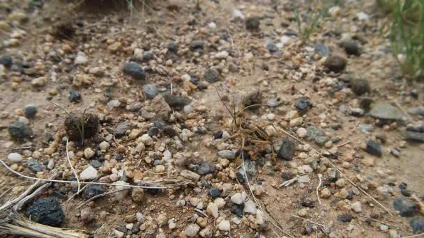 Insetti del deserto mongolo ravvicinati tra fili d'erba e pietre — Video Stock