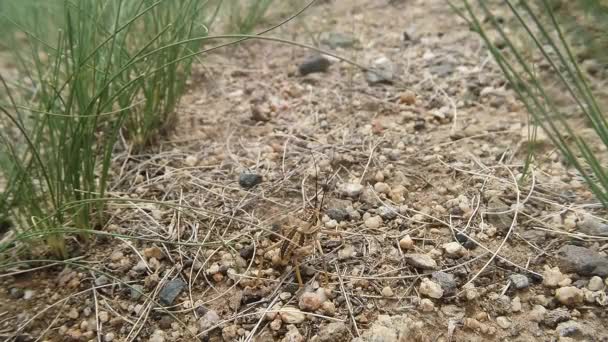 Mongoolse woestijn insecten close-up onder de messen van gras en stenen — Stockvideo